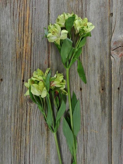 SHAKIRA SUPER GREEN ALSTROEMERIA